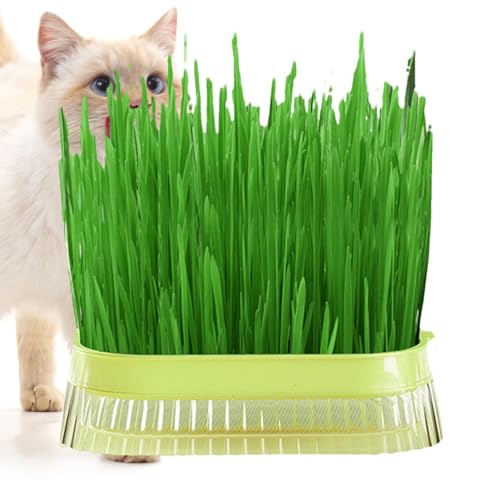 Katzengras-Pflanzgefäß,Katzengras-Pflanzgefäß - Katzengras-Pflanztopf | Haustier-Katzengras-Verdauungs-Wachstumstablett, Gewächshaus-Hydrokultur-Pflanze, Katzengras-Keimung, Kindergarten-Topf-Wachstum Katzengras-Pflanzgefäß,Katzengras-Pflanzgefäß - Katzengras-Pflanztopf | Haustier-Katzengras-Verdauungs-Wachstumstablett, Gewächshaus-Hydrokultur-Pflanze, Katzengras-Keimung, Kindergarten-Topf-Wachstum von Generisch