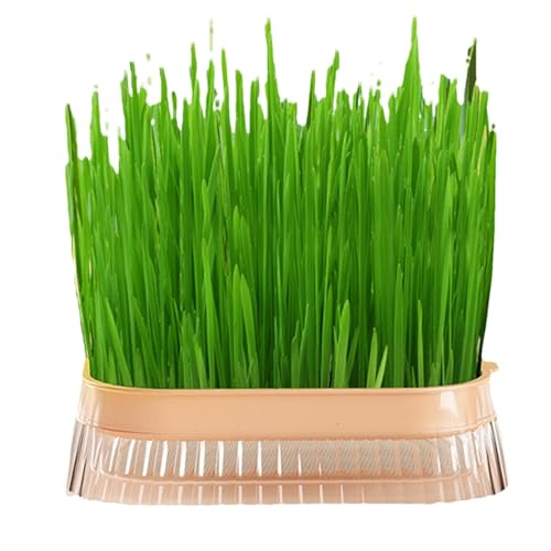 Katzengras-Pflanzkasten, Katzengras-Pflanzkasten für Zimmerkatzen - Katzengrasbox für den Haushalt,Hydroponischer Katzengras-Übertopf, erdlose Kultur-Sprossenschale für den Innenanbau, Sprossenschalen Katzengras-Pflanzkasten, Katzengras-Pflanzkasten für Zimmerkatzen - Katzengrasbox für den Haushalt,Hydroponischer Katzengras-Übertopf, erdlose Kultur-Sprossenschale für den Innenanbau, Sprossenschalen von Generisch