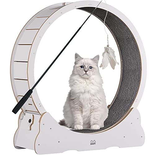 Katzenlaufrad, leises Laufrad Laufband für Indoor-Katzen, Sportspielzeug, groß mit Sicherungsstift und Teppich, Trainingsgerät Katzen, Schwarz-L Katzenlaufrad, leises Laufrad Laufband für Indoor-Katzen, Sportspielzeug, groß mit Sicherungsstift und Teppich, Trainingsgerät Katzen, Schwarz-L von Generisch