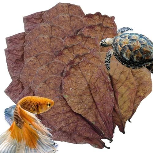 Natürliche Betta-Fischblätter – Garnelen-Aquariumblätter, Lebensraumblätter, Immunitätssteigerung und pH-Balance, Reptilienblätter, natürliche Betta-Fisch-Lebensraumblätter, unverzichtbares Natürliche Betta-Fischblätter – Garnelen-Aquariumblätter, Lebensraumblätter, Immunitätssteigerung und pH-Balance, Reptilienblätter, natürliche Betta-Fisch-Lebensraumblätter, unverzichtbares von Generisch