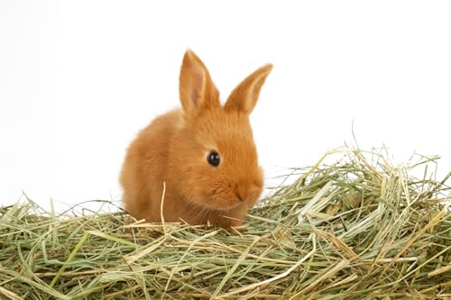 Natürliches Heu für Kaninchen, 1 kg, aus italienischem Bergwiesenheu, sonnengetrocknet, Futter für Meerschweinchen, alle Nager, Pferde, Schafe, Ziegen | Premium-Qualität Natürliches Heu für Kaninchen, 1 kg, aus italienischem Bergwiesenheu, sonnengetrocknet, Futter für Meerschweinchen, alle Nager, Pferde, Schafe, Ziegen | Premium-Qualität von Generisch