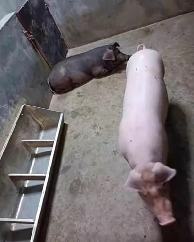 Robuster Futtertrog für Geflügel, Ziegen, Rinder und Ponys, langlebiger Futternapf für drinnen und draußen von Generisch