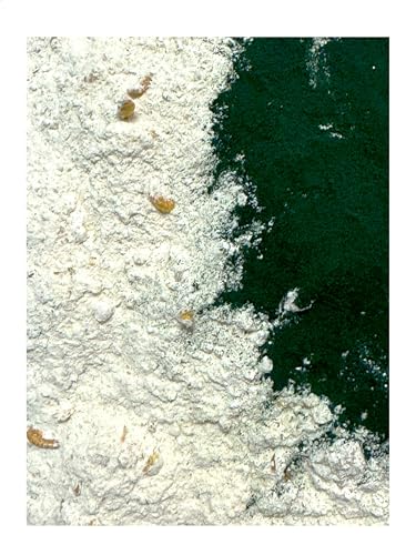 Schneckenfutter Schneckenboost mit Spirulina 150g Landschnecken Futter, Schnecken-Kalk-Mischung mit Naturstoffen für den Aufbau der Schneckenhäuser Schneckenfutter Schneckenboost mit Spirulina 150g Landschnecken Futter, Schnecken-Kalk-Mischung mit Naturstoffen für den Aufbau der Schneckenhäuser von Generisch