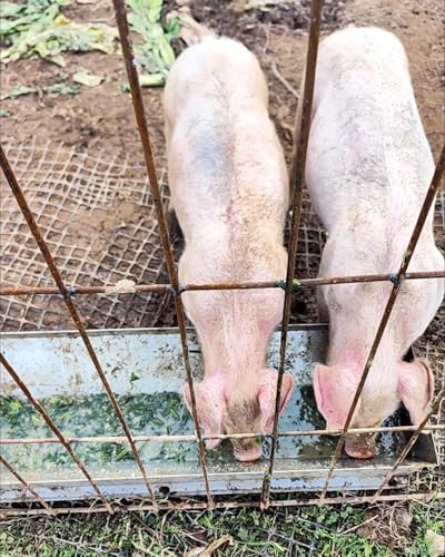 Vieh Geflügel Fütterung Wasser Futtertrog Große Kapazität Futterspender für Bauernhoftiere, Langlebige Futterschale für effiziente Fütterung Vieh Geflügel Fütterung Wasser Futtertrog Große Kapazität Futterspender für Bauernhoftiere, Langlebige Futterschale für effiziente Fütterung von Generisch