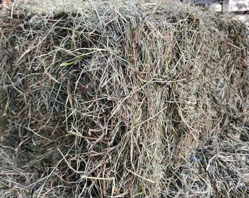 Heu für Kaninchen und Nager aus den Stubaier Alpen. Mit vielen gesunden Berggräser und Kräuter. Aus kleinstrukturierter Landwirtschaft. Heu wurde sorgsam Warmluftgetrocknet von Generisch