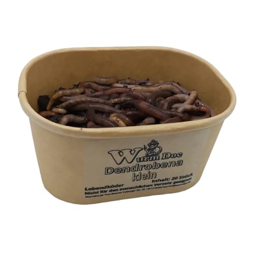 Wurmdoc | 2 x 50 Stück kleine Dendrobena – Lebende Futterwürmer | Hochwertige Futterwürmer für Reptilien, Vögel, Fische und mehr von Generisch