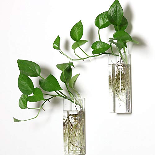 Pacdona 2 Stück Wandbehang Pflanzgefäße Glas Terrarien – Rechteckige Form Pflanzenhalter Luftpflanzen Sukkulenten Pflanzgefäße Blumen Glas Wand Vase Behälter für Pflanzen, Dekoration und Display von Genrics