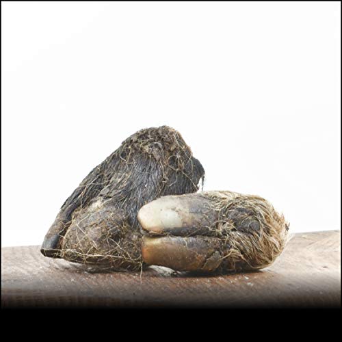 George & Bobs Lammhufe - 10Stk. | mit Fell und unglaublich Hart | Lange beschäftigung mit Fleisch | Für Alergiker | 100% Natürlich George & Bobs Lammhufe - 10Stk. | mit Fell und unglaublich Hart | Lange beschäftigung mit Fleisch | Für Alergiker | 100% Natürlich von George & Bobs