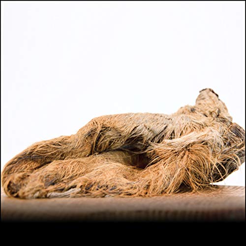 George & Bobs Rinderohren mit Fell - 1000g | Mit Muschel | Langer Kauspaß | 100% Naatürlich | Barf George & Bobs Rinderohren mit Fell - 1000g | Mit Muschel | Langer Kauspaß | 100% Naatürlich | Barf von George & Bobs