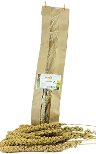 Getzoo Gelbe Kolbenhirse 5 STK | Schmackhafte Knabberalternative für Nager | Frisch aus Deutschland | Vitamin- & Ballaststoffreich | Fördert Zahngesundheit Getzoo Gelbe Kolbenhirse 5 STK | Schmackhafte Knabberalternative für Nager | Frisch aus Deutschland | Vitamin- & Ballaststoffreich | Fördert Zahngesundheit von Getzoo