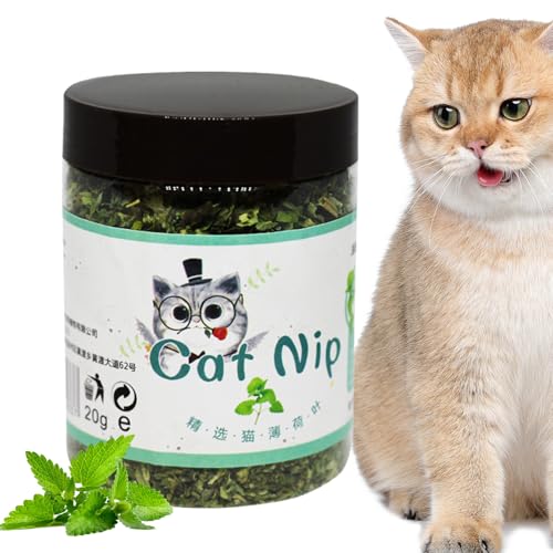 Katzenminze-Pflanze, frisches Katzenkräuter, natürlicher Lockstoff, 6,4 x 8,5 cm, beruhigende interaktive Unterhaltung, Indoor-Haustiergenuss für Kätzchen, Katzen, Pflanzen-Leckerli Katzenminze-Pflanze, frisches Katzenkräuter, natürlicher Lockstoff, 6,4 x 8,5 cm, beruhigende interaktive Unterhaltung, Indoor-Haustiergenuss für Kätzchen, Katzen, Pflanzen-Leckerli von Ghjkldha