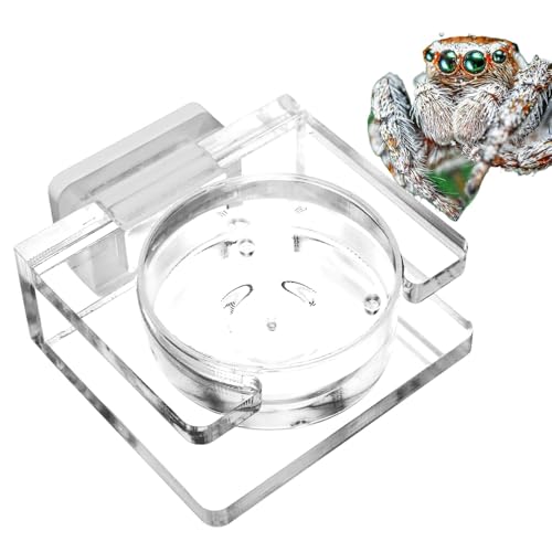 Vogelspinne Futternapf Tarantel Wassernapf Reptilien Wassernapf Springspinne Futterschale Acryl Springspinne Futterspender für Haubengecko Magnetische Reptilien Wasserschale für von Ghjkldha