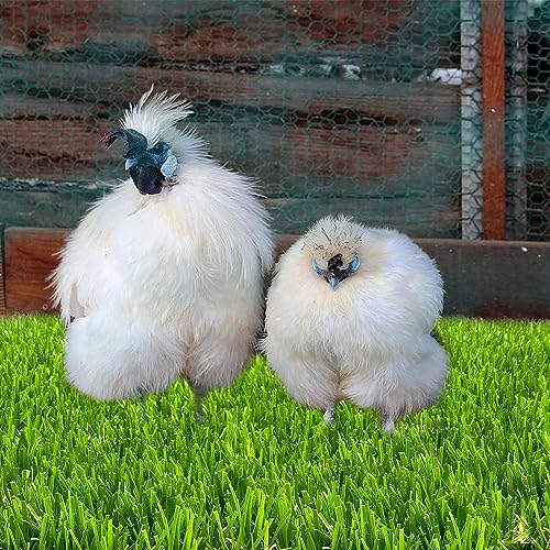 Giwnhvx Hühnernest Box Pads zum Eierlegen mit Gemüsespieß-Futter, Waschbare Nestpads für Hühner, 6 Stück, Einfache Anwendung. Giwnhvx Hühnernest Box Pads zum Eierlegen mit Gemüsespieß-Futter, Waschbare Nestpads für Hühner, 6 Stück, Einfache Anwendung. von Giwnhvx