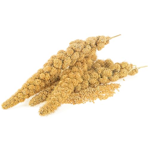Gladen Kolbenhirse gelb 500g - Vogelfutter Kanarien Wellensittich Gladen Kolbenhirse gelb 500g - Vogelfutter Kanarien Wellensittich von Mühle Gladen
