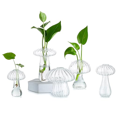 Glasseam Pilzpflanzen-Vermehrungsstationen, Mini-Glas-Terrarium-Glas, 5 Stück, kleine einzigartige Pflanzgefäße für Zimmerpflanzen, klare niedliche Blütenknospenvase, einzigartige Geburtstagsgeschenke von Glasseam