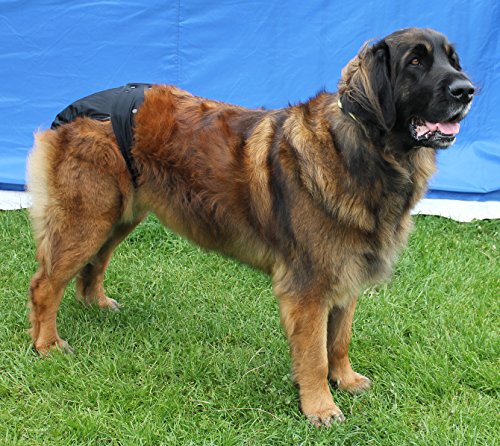 Hundewindel für Weibchen – Größe XXXL//Wärmewindel/Windel – waschbar Pads einlegbar – tiefschwarz Hundewindel für Weibchen – Größe XXXL//Wärmewindel/Windel – waschbar Pads einlegbar – tiefschwarz von Glenndarcy Dog Pants