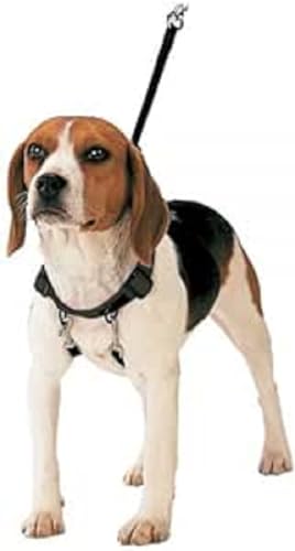 Gloria 8432288210642 Harness Korrektor Schießen, Marron, 150 g von Gloria
