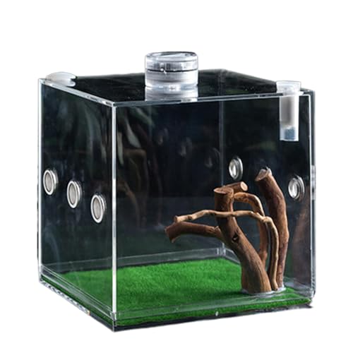 Clear Glass Reptile Container, Clear Reptile Cage - Reptilienwachstum Terrarium,Leichte und kleine Tierzüchter für Schildkröten, Käfer, Schnecken und Eidechsen von Glugahrif