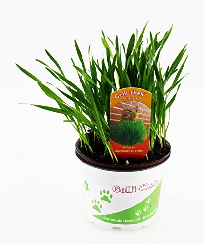 Katzengras Soft - Weizengras - Futterweizen - Triticum - Selbstaussaat Set - Keine Fertige Pflanze von Golli-Thek