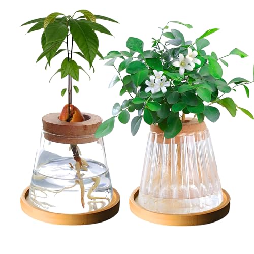Pflanzen-Anzuchtstation, 400 ml, Glaspflanzen-Terrarium, Pflanzgefäß, Desktop-Glas-Pflanzgefäß mit Tablett und Deckel, für Hydrokultur-Pflanzenliebhaber, Geschenke (Stil D) von Gotrain