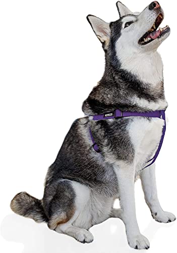 Pawsitive Hundegeschirr, Hanf, Step-In-Stil, weich und hypoallergen, ideal für kleine, mittelgroße und große Hunde, Lila von Gracie To The Rescue