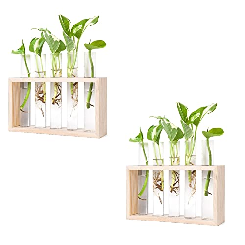 Graootoly Anzuchtstationen Terrarium mit Holzständer für Anzucht Pflanzen Halter Home Decor B von Graootoly