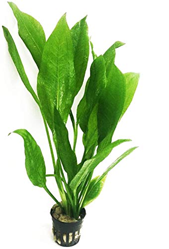 Greenpro Echinodorus Bleheri - Amazon Schwert Paniculatus Topfpflanzen für Süßwasseraquarien von Greenpro