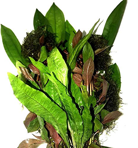Süßwasser lebende Aquarienpflanzen Paket Vorteilspackung 4 Arten Amazonasschwert Javamoos Javafarn Ludwigia von Greenpro von Greenpro