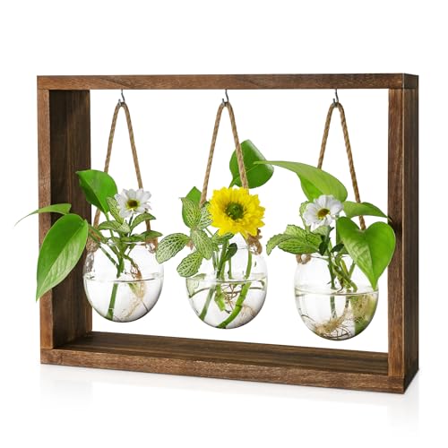 Grovind Pflanzen Glasvasen, Desktop Luftpflanzen Terrarium mit Holzständer Glasvase, Blumenvase Glas-Pflanzgefäße für Hydroponik-Pflanzen Home Büro Geschenk für Frau von Grovind