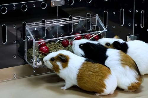 GuineaLoft™ Hop-Stop Harmony Feeder - zum Patent angemeldeter innovativer Feeder, entworfen und hergestellt von erfahrenen Besitzern, die Alles ausprobiert haben - Guinea Loft Exclusive von GuineaLoft