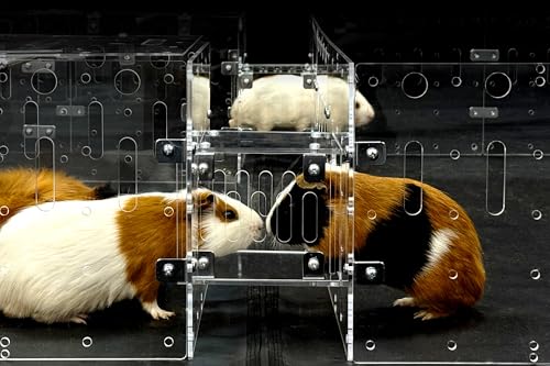 GuineaLoft™ Käfig-Verbindung - Verbindet Meerschweinchenkäfige durch Gänge, einfach einzusetzen, einfach zu entfernen, kann geschlossen Werden, fügt Platz und Struktur hinzu, erhöht die Aktivitäten von GuineaLoft