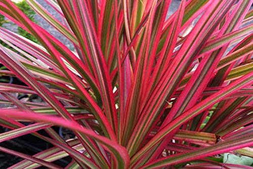 Aquarium Fan Dracaena Marginata Rot - Lebende Terrarienpflanze von Guoml