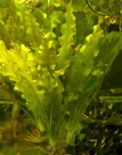 Mühlan Wasserpflanzen 1 Aponogeton natans, Ceylon - falscher Ulvaceus von Guoml