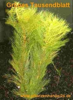 Mühlan Wasserpflanzen 1 Bund grünes Tausendblatt, Myriophyllum Mühlan Wasserpflanzen 1 Bund grünes Tausendblatt, Myriophyllum von Guoml