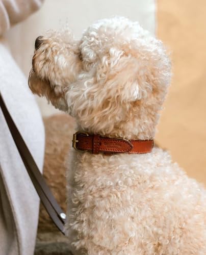 Gusti Hundehalsband Leder - Jacky Lederhalsband Hund Haustier Vierbeiner Größe S braun Leder von Gusti