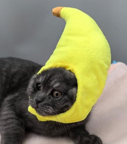 Cat Hat Yellow Cat Hat Yellow von Gxdamxz