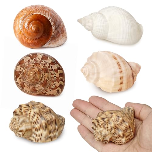 5 Stück große Einsiedlerkrebs-Schalen, natürliche Meeresmuscheln, Größe: 7,6 cm - 11,4 cm, Turbo-Muscheln für Einsiedlerkrebs-Zubehör, Einsiedlerkrebshaus für Dekoration, keine Farbe oder Farbstoffe 5 Stück große Einsiedlerkrebs-Schalen, natürliche Meeresmuscheln, Größe: 7,6 cm - 11,4 cm, Turbo-Muscheln für Einsiedlerkrebs-Zubehör, Einsiedlerkrebshaus für Dekoration, keine Farbe oder Farbstoffe von Gzerupes