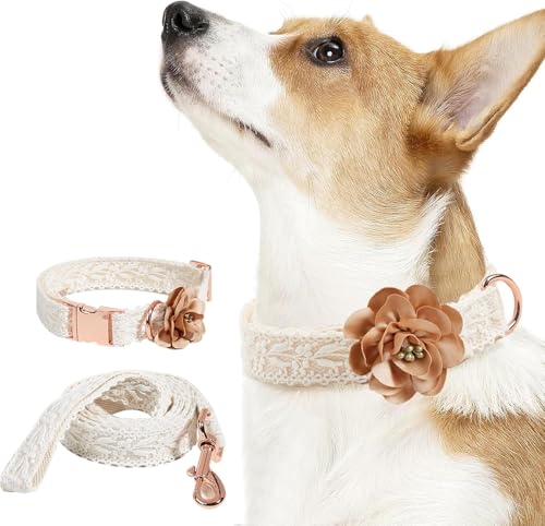 Das Komfort-Hundehalsband, Hundehalsband und Leine-Set for Mädchen, Baumwoll-Spitzen-Hundehalsband mit Blume, bequem, verstellbare Hundehalsbänder mit Metallschnalle for kleine, mittelgroße und große Das Komfort-Hundehalsband, Hundehalsband und Leine-Set for Mädchen, Baumwoll-Spitzen-Hundehalsband mit Blume, bequem, verstellbare Hundehalsbänder mit Metallschnalle for kleine, mittelgroße und große von HAFEISI