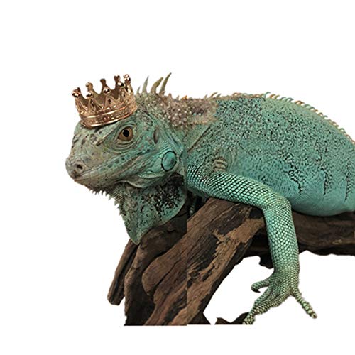HAICHEN TEC Lizard Crown Reptile Clothes Accessories for Bearded Dragons Gold Alloy Crown Cool Stylish Costume Photo Props Reptile Jewelry for Dragons Iguana Amphibians (Crown) von HAICHEN TEC