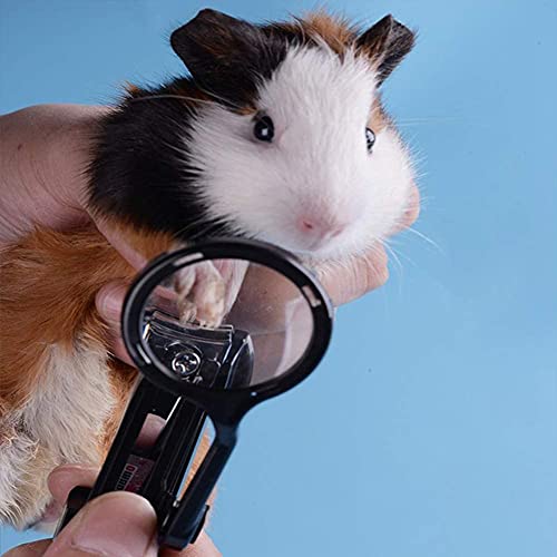 Meerschweinchen-Nagelknipser mit Lupe, Edelstahl, Kralle, Zehennagel-Trimmer für Kleintiere, Igel, Kaninchen, Hamster, Frettchen, Hamster, Chinchilla, Zucker, Gleiter, Haustierpflege-Zubehör (schwarz) Meerschweinchen-Nagelknipser mit Lupe, Edelstahl, Kralle, Zehennagel-Trimmer für Kleintiere, Igel, Kaninchen, Hamster, Frettchen, Hamster, Chinchilla, Zucker, Gleiter, Haustierpflege-Zubehör (schwarz) von HAICHEN TEC