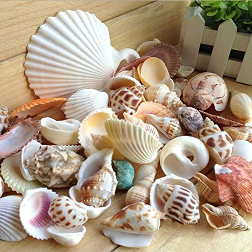 HALAWAKA Muscheln gemischte Meeresmuscheln für Aquarium, natürliche Muscheln, Dekoration für Aquarien, verschiedene Größen, natürliche Muscheln für Aquarien HALAWAKA Muscheln gemischte Meeresmuscheln für Aquarium, natürliche Muscheln, Dekoration für Aquarien, verschiedene Größen, natürliche Muscheln für Aquarien von HALAWAKA