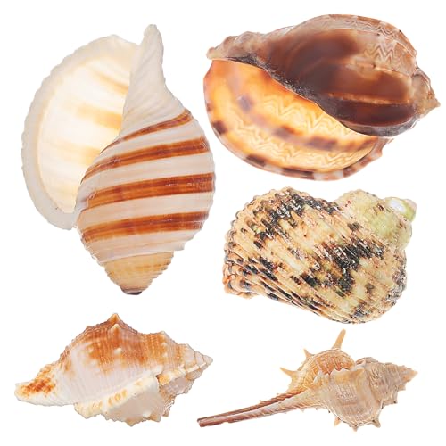 HANABASS 5 Stück Muschelschalen Dekore Fischdekorationen Aquarium Zubehör Dekoration Versteck Zubehör Strand Meer Große Küsten Aquarium Dekorationen Muschel HANABASS 5 Stück Muschelschalen Dekore Fischdekorationen Aquarium Zubehör Dekoration Versteck Zubehör Strand Meer Große Küsten Aquarium Dekorationen Muschel von HANABASS