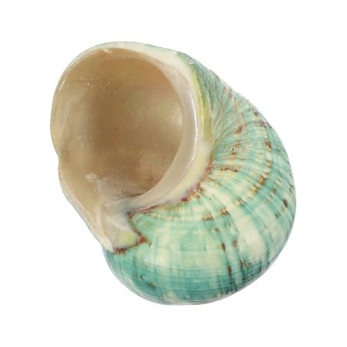 HANABASS Natürliche Große Grüne Ozeanesschnecke Muschel Aquarium Dekoration DIY Material Ökologische Landschaftsverzierung für Strand Küste Handwerk Ornamente von HANABASS