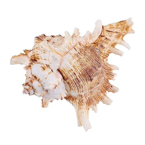 HANABASS Natürliche Meeresschnecke Aquarium Dekoration Conch Blumentopf Fisch Aquarien Ornament Langlebig Zubehör für Fischbecken und Heimdekoration Zufällige Farbe Zufällige Farbe HANABASS Natürliche Meeresschnecke Aquarium Dekoration Conch Blumentopf Fisch Aquarien Ornament Langlebig Zubehör für Fischbecken und Heimdekoration Zufällige Farbe Zufällige Farbe von HANABASS