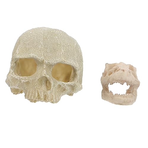 HAPINARY 2 Stück Resin Aquarium Schädel Deko Langlebige Harzkunst Ornament Fischsicher Dekorativ für Aquarium Wohnzimmer Halloween Schädelkopf Landschaft Gestaltung HAPINARY 2 Stück Resin Aquarium Schädel Deko Langlebige Harzkunst Ornament Fischsicher Dekorativ für Aquarium Wohnzimmer Halloween Schädelkopf Landschaft Gestaltung von HAPINARY