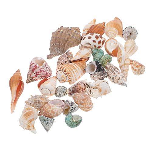HAPINARY Fish Tank Conch Dekoration Natürliches Aquarium Ornament Mini Realistisch für Aquarium und Heimdeko Vielseitig Einsetzbar von HAPINARY