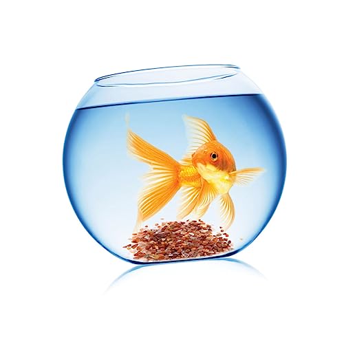 HAPINARY Flusssteine Kieselsteine Deko Aquarium Pflanzen Bunt Naturlich Für Wassergärten Teiche Terrarien HAPINARY Flusssteine Kieselsteine Deko Aquarium Pflanzen Bunt Naturlich Für Wassergärten Teiche Terrarien von HAPINARY