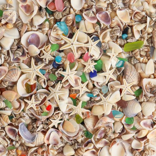 HAPYSHOOP Kleine Muscheln zum Basteln, 200 ml, gemischte Mini-Muscheln mit Seestern zum Dekorieren, kleine Muscheln zum Basteln, Strand-Mottoparty, Hochzeit, Aquarium-Vasenfüller HAPYSHOOP Kleine Muscheln zum Basteln, 200 ml, gemischte Mini-Muscheln mit Seestern zum Dekorieren, kleine Muscheln zum Basteln, Strand-Mottoparty, Hochzeit, Aquarium-Vasenfüller von HAPYSHOOP