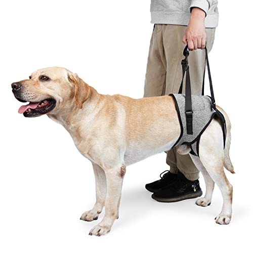 HDKUW Dog Lifting Harness,Dog Hind Legs Support Strap, Pet Portable Recovery Walking Training Lift Strap with Handle for Elderly Injured Amputation Disabled Dogs L von HDKUW