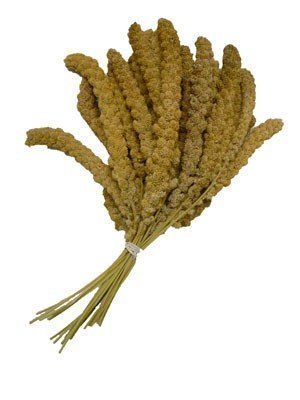 Kolbenhirse chinesisch, gelb 15,0 kg für Sittiche, Kanarien und Exoten von HEGA